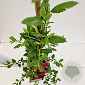 Pyracantha cocc. 'Red Column' 70-80 cm 2,5L