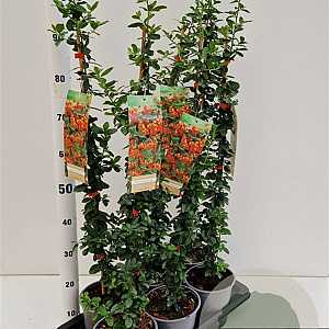 Pyracantha 'Orange Glow' 70-80 cm 2,5L