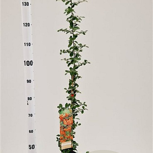 Pyracantha 'Orange Glow' 70-80 cm 2,5L