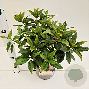 Rhododendron 'Dora Amateis' 30-40 cm 3,0L