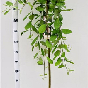 Salix caprea 'Kilmarnock' 180 cm stam 7,5L