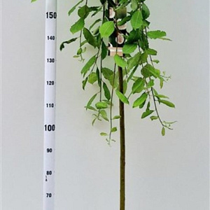 Salix caprea 'Kilmarnock' 180 cm stam 7,5L