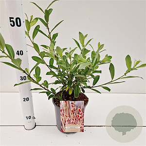 Salix chaenomeloides 'Mount Aso' 40-50 cm 2,5L