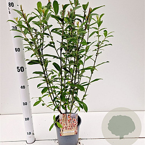 Salix chaenomeloides 'Mount Aso' 50-60 cm 2,5L
