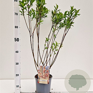 Salix chaenomeloides 'Mount Aso' 50-60 cm 2,5L