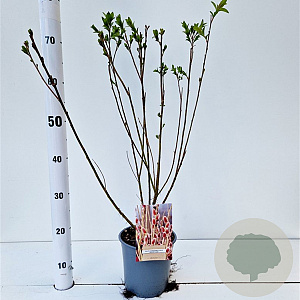 Salix chaenomeloides 'Mount Aso' 50-60 cm 2,5L
