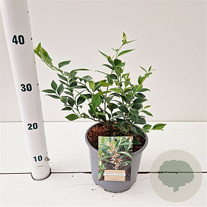 Salix hookeriana 20-25 cm 2,0L