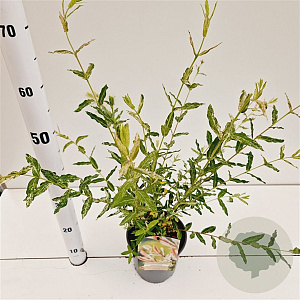 Salix integra 'Hakuro-nishiki' 40-50 cm 2,5L