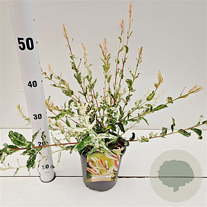 Salix integra 'Hakuro-nishiki' 40-50 cm 2,5L