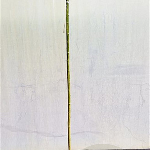 Salix integra 'Hakuro-nishiki' 180 cm stam 7,5L