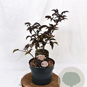 Sambucus nigra Black Tower 30-40 cm 3,0L