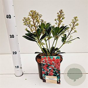 Skimmia j. 'Rubinetta' 20-25 cm 2,0L