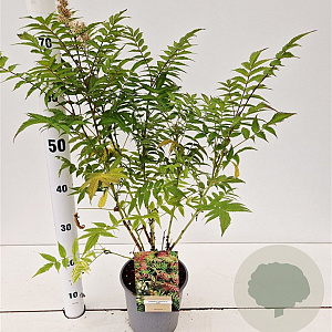 Sorbaria sorbif. 'Sem' 40-50 cm 2,5L