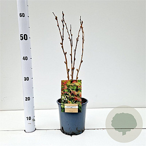 Sorbaria sorbif. 'Sem' 40-50 cm 2,5L