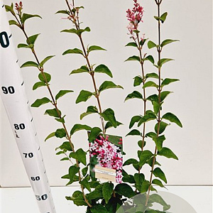 Syringa microphylla 'Superba' 60-80 cm 4,5L