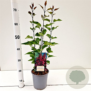 Syringa v. 'And. an Ludwig Späth' 30-40 cm 2,5L