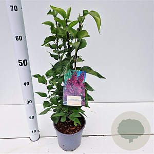 Syringa v. 'And. an Ludwig Späth' 30-40 cm 2,5L