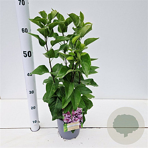 Syringa v. 'Katherine Havemeyer' 30-40 cm 2,5L