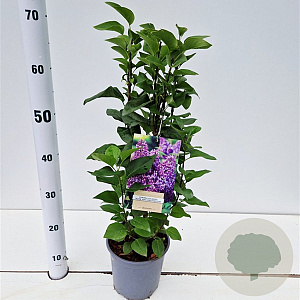 Syringa v. 'Ruhm von Horstenstein' 30-40 cm 2,5L