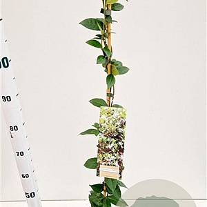 Trachelospermum jasminoides 100-125 cm 2,5L