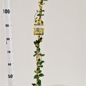 Trachelospermum j. Star of Toscane 100-125 cm 2,5L