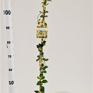 Trachelospermum j. Star of Toscane 100-125 cm 2,5L
