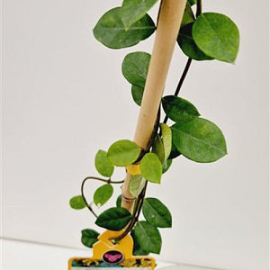 Trachelospermum j. Star of Toscane 100-125 cm 2,5L