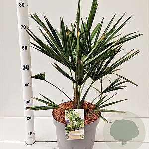Trachycarpus fortunei 40-50 cm 10L