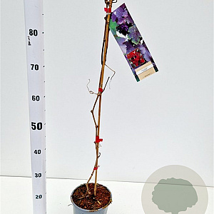 Vitis vinifera 'Purpurea' 70-80 cm 2,5L