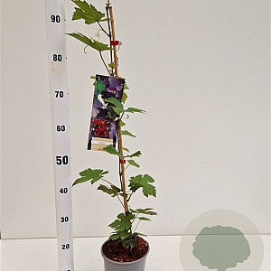 Vitis vinifera 'Purpurea' 70-80 cm 2,5L