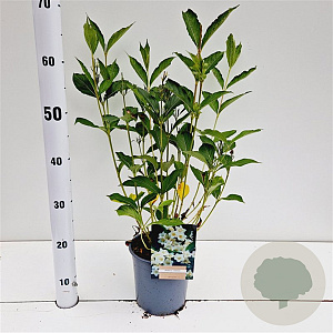 Weigela 'Candida' 30-40 cm 2,5L