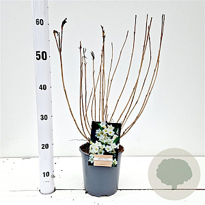 Weigela 'Candida' 30-40 cm 2,5L