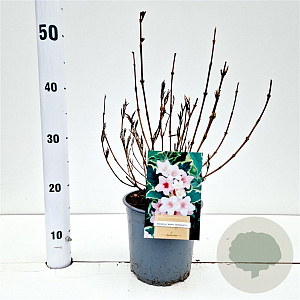 Weigela florida 'Variegata' 30-40 cm 2,5L