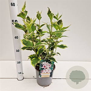 Weigela florida 'Variegata' 30-40 cm 2,5L