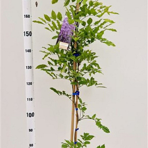 Wisteria sinensis 'Prolific' 175-200 cm 25L