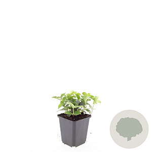 Cornus canadensis GM P9