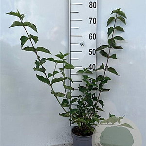 Cornus mas 40-60 cm 2,0L