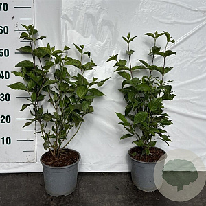 Cornus mas 40-60 cm 2,0L