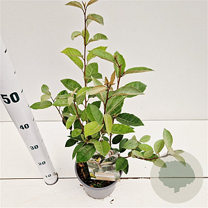 Elaeagnus ebbingei 30-40 cm 2,5L