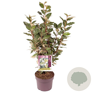 Elaeagnus ebb. 'Compacta' 40-50 cm 3,0L