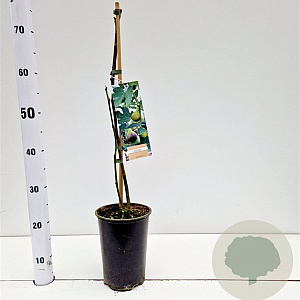 Ficus car. 'Brown Turkey' 40-50 cm rozenpot 3L