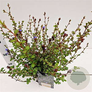 Ceratostigma griffithii 30-40 cm 2,5L