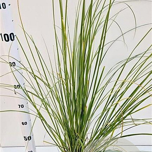 Cortaderia selloana 40-50 cm 2,5L