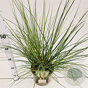Cortaderia s. 'Pumila' 40-60 cm 4,0L