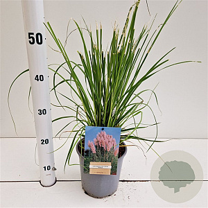 Cortaderia s. 'Rosea' 40-50 cm 2,5L