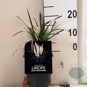 Liriope muscari 'Monroe White' 20-25 cm 2,0L