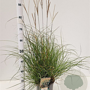Miscanthus sinensis 'Yakushima Dwarf' 30-40 cm 4,0L