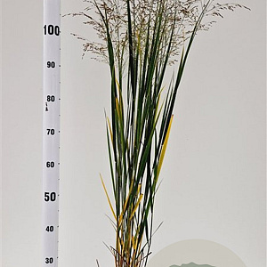 Panicum virgatum 'Northwind' 60-80 cm 2,5L