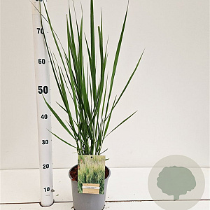Panicum virgatum 'Northwind' 60-80 cm 2,5L