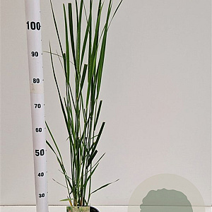 Panicum virgatum 'Northwind' 60-80 cm 2,5L